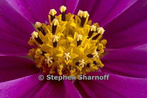 cosmos bipinnatus 1 graphic